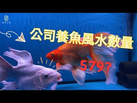 風水魚 數量|揭秘風水魚養殖最佳數量指南：招財納福必學秘訣 